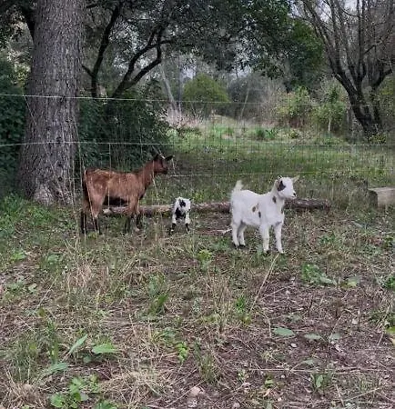 Villa Un Havre De Paix En Pleine Pinede